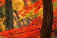 マピオンが紅葉特集リリース…PCとケータイサイト 画像