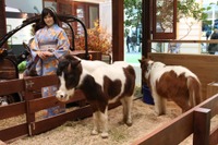 【東京モーターショー11】史上初? 会場に“馬”が出現 画像