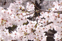 ［サピ卒母1年前］桜咲く、春爛漫はもう目の前 画像