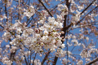 ［桜レポート］東京地方で八分咲きから満開 画像