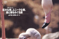 巨大なる樹の、神々しさを前に立ちすくむ 画像