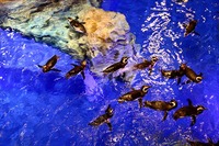 国内最大級のペンギンプール…すみだ水族館公開 画像