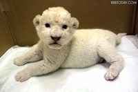 ホワイトライオンの赤ちゃんが入園…伊豆アニマルキングダム 画像