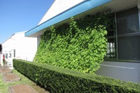 ブリヂストン、北関東の2工場でグリーンカーテンを育成 画像