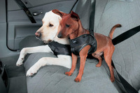 世界初、犬用シートベルトをBMWが発売 画像