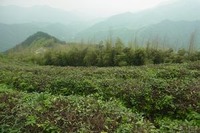 杭州 日本茶の原点を見に行く(7)径山寺と茶 画像