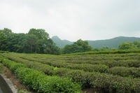 杭州 日本茶の原点を見に行く(2) 中天竺へ 画像