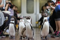 近鉄、フンボルトペンギンが鳥羽駅から乗車「ペンギン列車と志摩マリンランド『バックヤード探検』ツアー」を実施 画像
