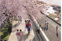 名鉄と犬山市、往復割引乗車券と犬山城入場券をセットにして販売 画像