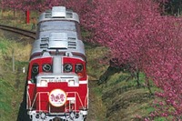 わたらせ渓谷鐵道、トロッコ車両の臨時列車「花桃号」を運転 画像
