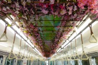 能勢電鉄、サクラの花で装飾した「のせでん春物語」運行開始 画像