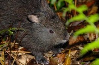 JAL、アマミノクロウサギ保護活動を支援、JCA発祥の地の自然保護 画像
