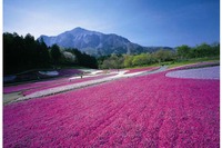 【ゴールデンウィーク】西武、秩父・羊山公園の芝桜観賞向けに臨時特急などを増発 画像