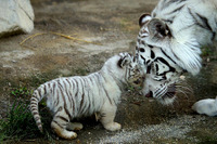 【ゴールデンウィーク】東武動物公園、稀少なホワイトタイガーの赤ちゃん公開 画像