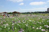 京成バス、小岩菖蒲園まつりに合わせ、「JR小岩駅～小岩菖蒲園直通バス」を6月2日より運行 画像