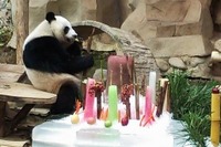 初のタイ生まれのパンダ、４歳に 画像