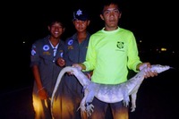オオトカゲがニワトリがぶり タイ北部スコータイ 画像