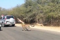 チーターに追われたインパラ、九死に一生…観光客の車に逃避［動画］ 画像