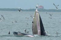 クジラの群れにジェットスキー接近 バンコク沖で 画像