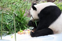 チェンマイ動物園のパパパンダ、13歳に 画像