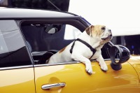 MINI ハッチバック 新型、CM撮影開始…相棒はイングリッシュブルドッグ 画像