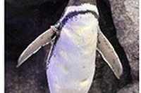 バニラエア、すみだ水族館とコラボ、「バニラのオトモダチ」プロジェクトを始動 画像