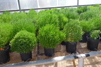 ボーイング、砂漠の植物から燃料を精製する技術をUAEと共同開発 画像