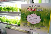 富士通が半導体工場で作ったレタス 画像