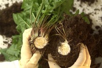 コンチネンタルタイヤなど、タンポポ由来のゴム開発で GreenTec Award 2014 を受賞 画像