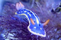 【夏休み】深海ブーム、こんどはウミウシ…人気者や珍種が大阪に大集合 画像