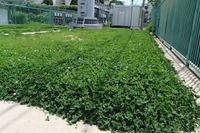 ドコモがエコも…基地局にクローバーを植える、緑化への新発想 画像