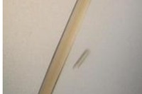 東京農工大など、ISS「きぼう」日本実験棟でタンパク質の高品質結晶生成実験に参加 画像