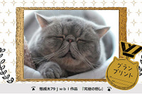 “ブサかわ猫”の一団が山手線をジャック…スマフォトレイン、11月18日-12月2日運行 画像