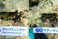 オリックス自動車など、レンタカー利用料金の一部をサンゴの保全活動へ寄付 画像