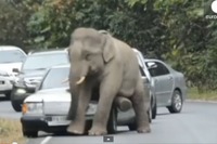 野生の象、車を踏み潰す瞬間…タイ［動画］ 画像