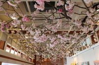 うわっ…桜の開花、早すぎ? スタバ上野公園店が粋なイベント 画像