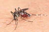 デング熱発生が過去最悪のペース、今年に入り死者は54人…マレーシア 画像