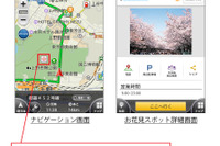 ナビタイム、桜の開花状況をリアルタイムに提供…1日2回更新 画像