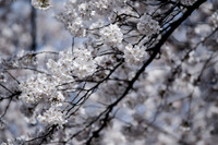 桜の開花、東京は3月26日、大阪は3月24日に 画像