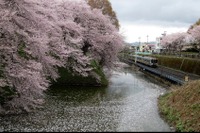 JR東日本、山形~北山形間で「桜徐行」実施…4月11~23日 画像