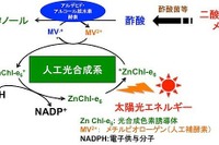 大阪市立大学とマツダ、太陽光を利用してエタノールを生成する技術を開発 画像
