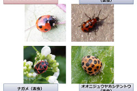 画像認識技術を害虫駆除に活用…農作物の生産性を向上 画像