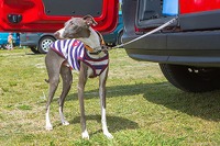 ルノー、駒沢公園わんわんカーニバルに協賛…カングー と キャプチャー を出展 画像