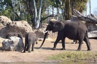 15年間、アフリカの野生動物を撮りつづけるカメラマンの写真展 画像