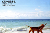 チャイルドシート誤使用、あなたは大丈夫? 画像