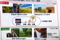 需要増と安定供給に向けたブリヂストンの“グアユール作戦”…病害リスクに対向 画像