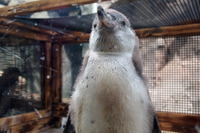 「嵐ペンギン」東北サファリパークで誕生 画像
