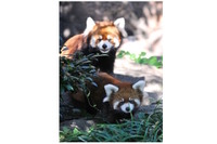 赤ちゃんレッサーパンダ「ティアラ」公開…神戸市立王子動物園 画像