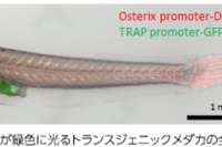JAXA、宇宙で長期飼育されたメダカで遺伝子に及ぼす影響が明らかに 画像