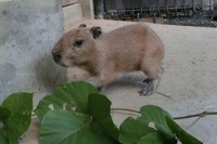 赤ちゃんカピバラ、4頭すくすく…埼玉県こども動物自然公園 画像